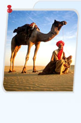 Camel Safaris