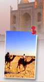 Camel Safaris