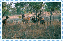 Panna National Park, Khajuraho