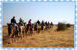 Camel Safaris, Jaisalmer