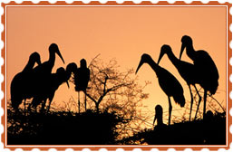 Keoladeo National Park