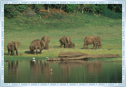 Periyar Wildlife, Kerala