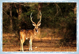 Wildlife Ranthambore, Rajasthan