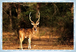 Wildlife Ranthambore, Rajasthan